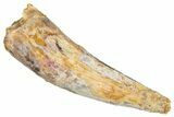 Juvenile Fossil Spinosaurus Tooth - Real Dinosaur Tooth #348686-1